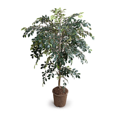 Ruscus Tree w/natural trunk, 56"H