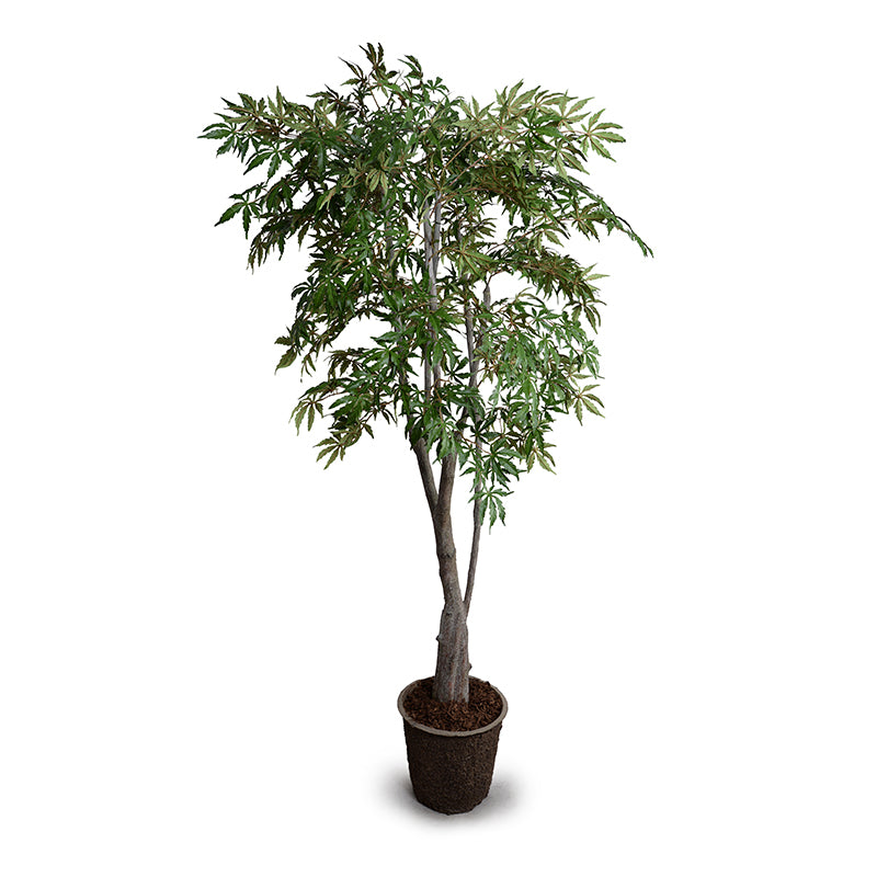 Realistic Wholesale Artificial Japanese Maple Tree with Natural Trunk Indoor 6.5 Foot Tall - New Growth Designs