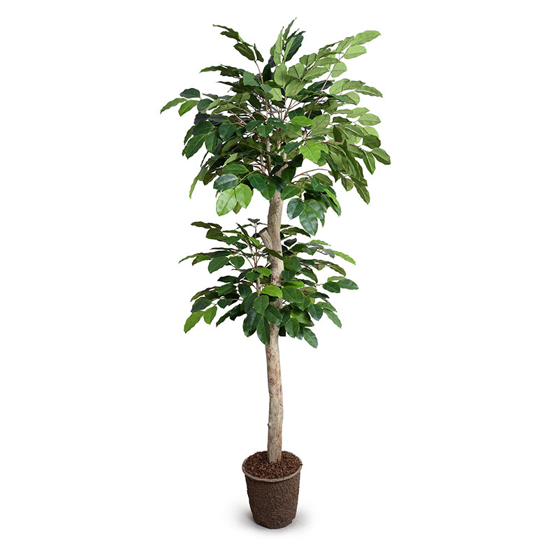 High End Wholesale Artificial Banyan Tree with Natural Trunk Indoor 8 Foot Tall - New Growth Designs