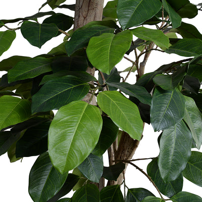 Banyan Tree w/natural trunk, 8'H
