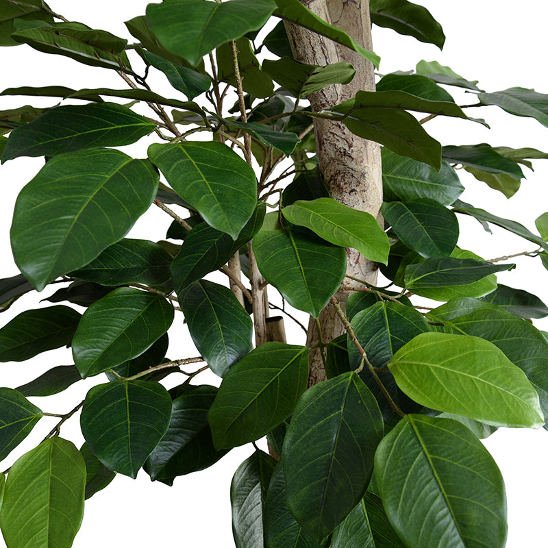 Banyan Tree w/natural trunk, 8'H