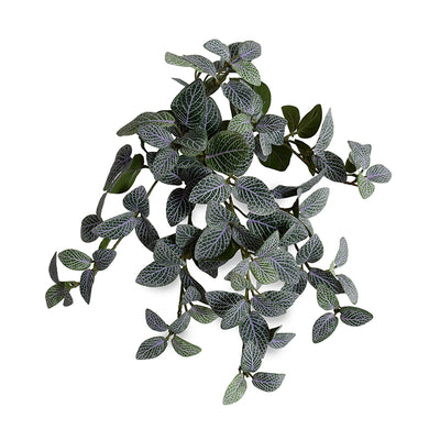 Fittonia (Mosaic) bush, 10"L - Green-purple