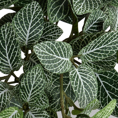 Fittonia (Mosaic) bush, 10"L - Green-white