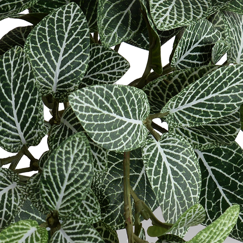 mosaic plant indoor Fittonia (Mosaic) Plant in Glazed Clay Jar 9"H – New Growth Designs