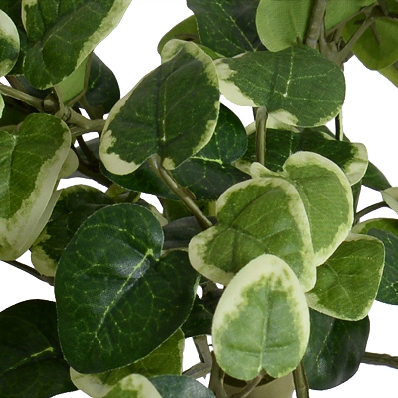 Pumila (Creeping Fig) bush, 10"L - Variegated