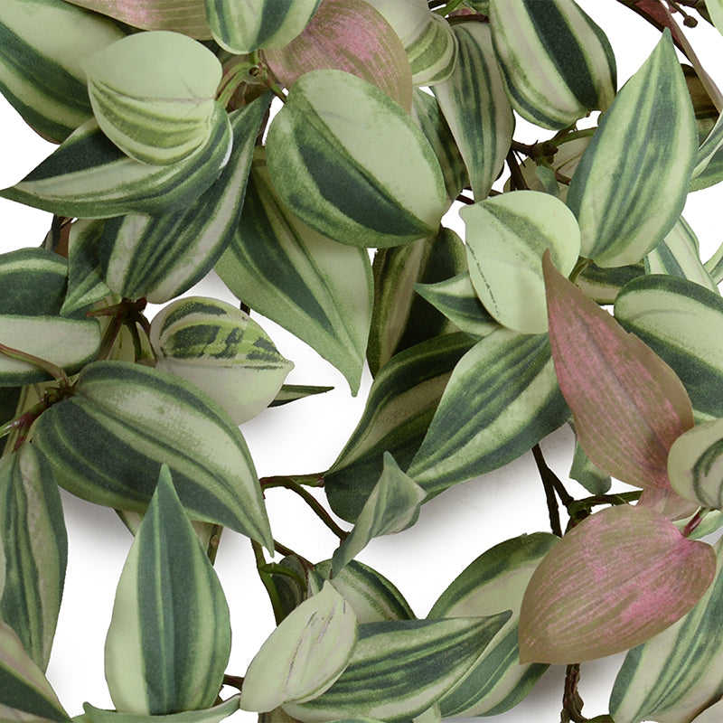 variegated vine house plant Inch Plant Vine 12"L – New Growth Designs