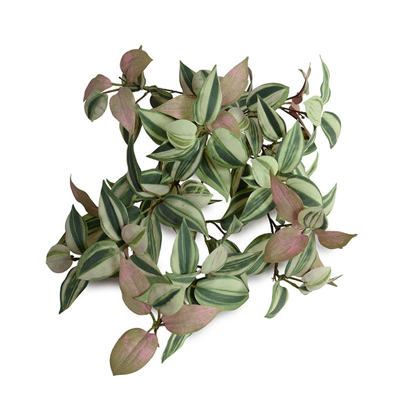 inch plants Inch Plant Vine 12