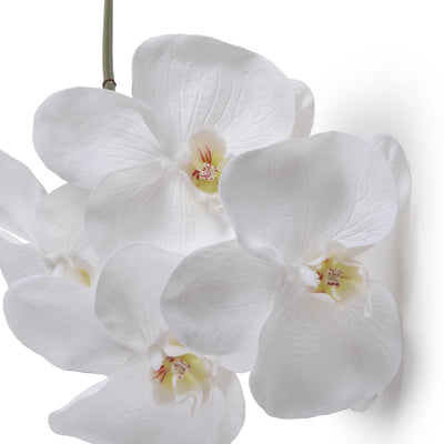 Orchid x 4 Stem, 26"L - Phalaenopsis - New Growth Designs