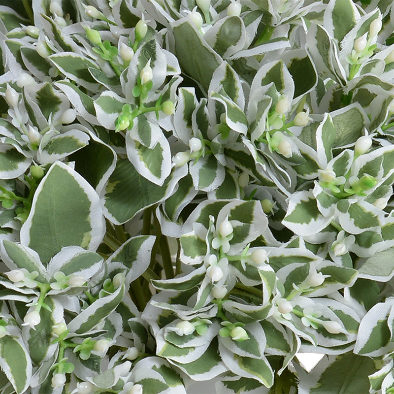 Snow on the Mountain (Euphorbia) Arr. in White Glass - Green-white