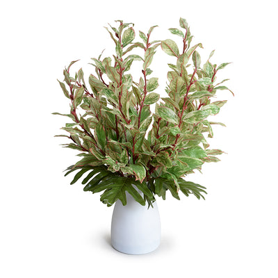 Variegated leaf, Philodendron in White Glass - Green