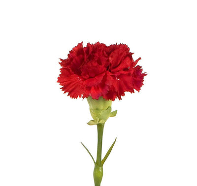 Carnation Stem, 23" L - Red - New Growth Designs