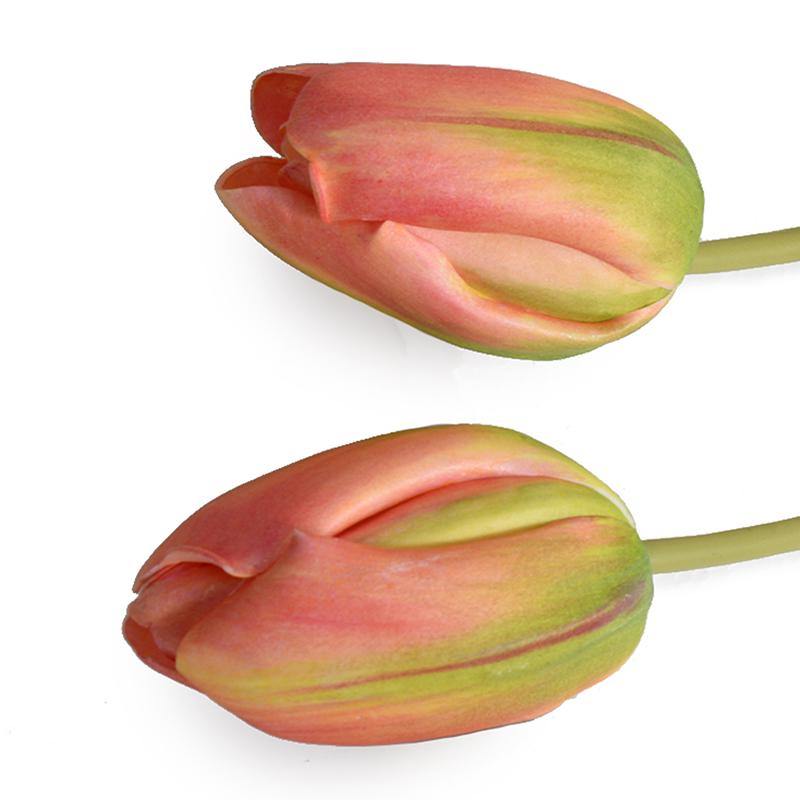 Tulip Stem, French - Orange-Green - New Growth Designs