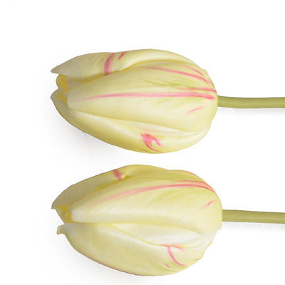 Tulip Stem, French - Yellow-Red - New Growth Designs