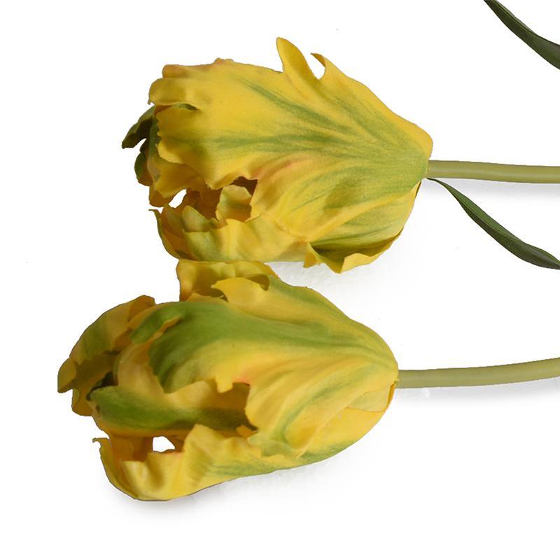 Tulip Stem, Parrot - New Growth Designs