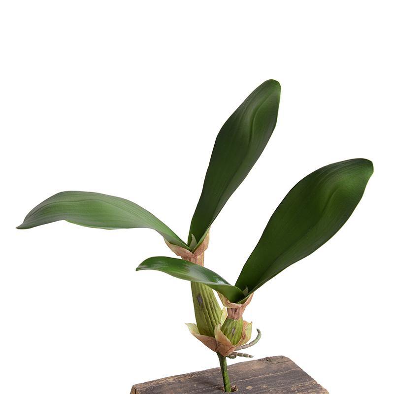 Orchid Leaf - New Growth Designs
