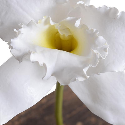 Orchid Stem, 18" L - Cattleya - New Growth Designs
