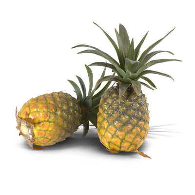 Pineapple (Large) - New Growth Designs