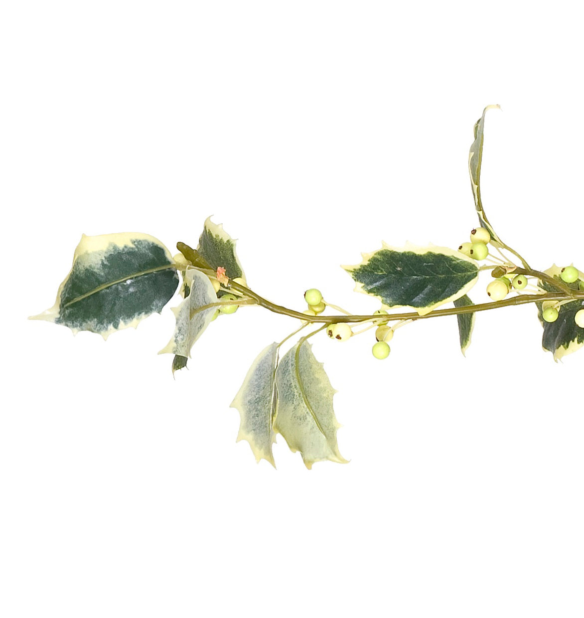 Holly Branch, 30" - Variegated