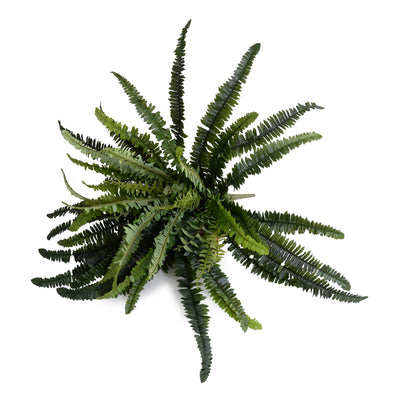 Forest Fern Spray x56 fronds, 22"L - Green