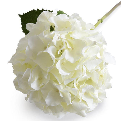 Hydrangea Stem, 27" L, Cream-white - New Growth Designs