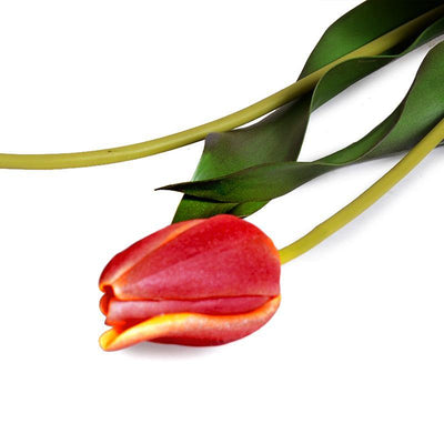 Tulip Stem, French - Orange Red - New Growth Designs