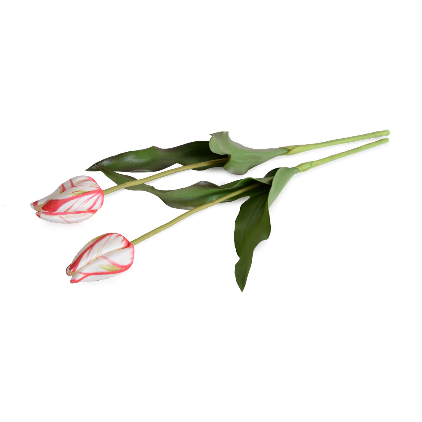 Tulip Stem, French - Red White - New Growth Designs