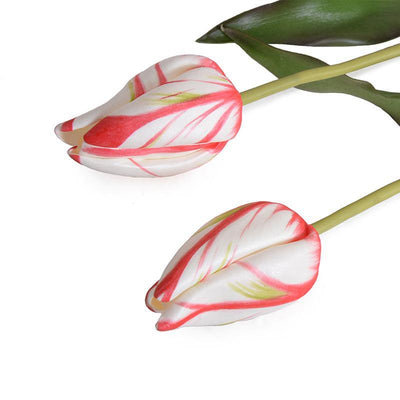 Tulip Stem, French - Red White - New Growth Designs