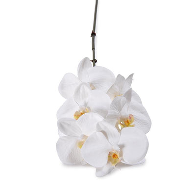 Orchid x 6 Stem, 22"L - Phalaenopsis - New Growth Designs