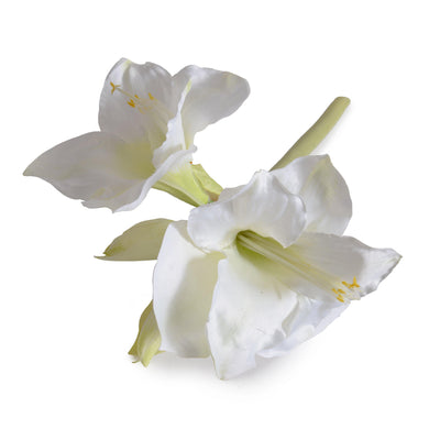Amaryllis Stem, 20" L - White - New Growth Designs