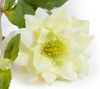 Rose Stem, 24" - Helleborus (Lenten Rose)