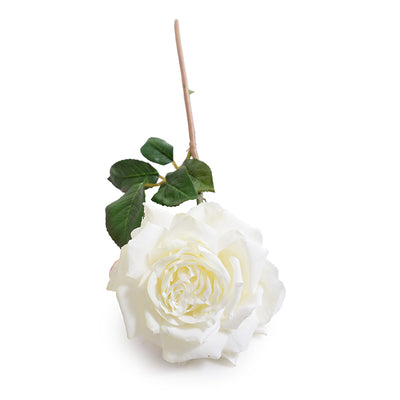 Rose "Dutchess" Stem, 20" - White