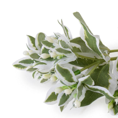 Euphorbia (Snow-on-the-Mountain) Spray, 15" L