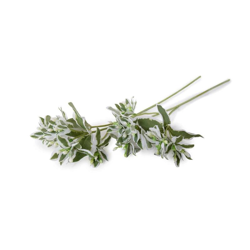 Euphorbia (Snow-on-the-Mountain) Spray - New Growth Designs