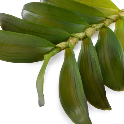 Aranda Orchid Leaf x10 - New Growth Designs
