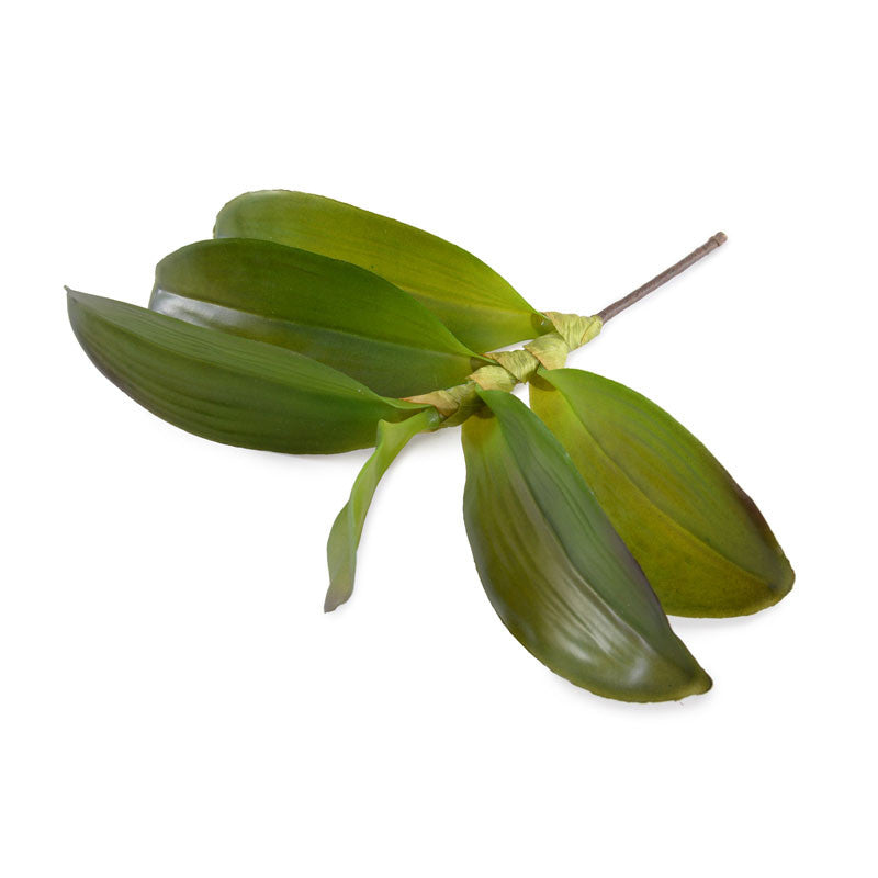 Aranda Orchid Leaf x6 - New Growth Designs
