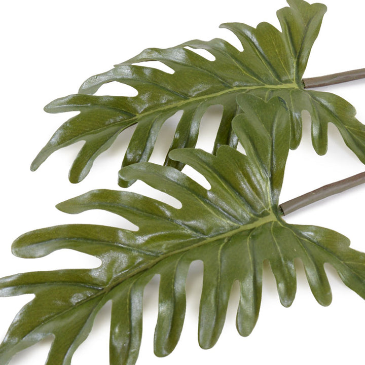 Philodendron | Bloomscape