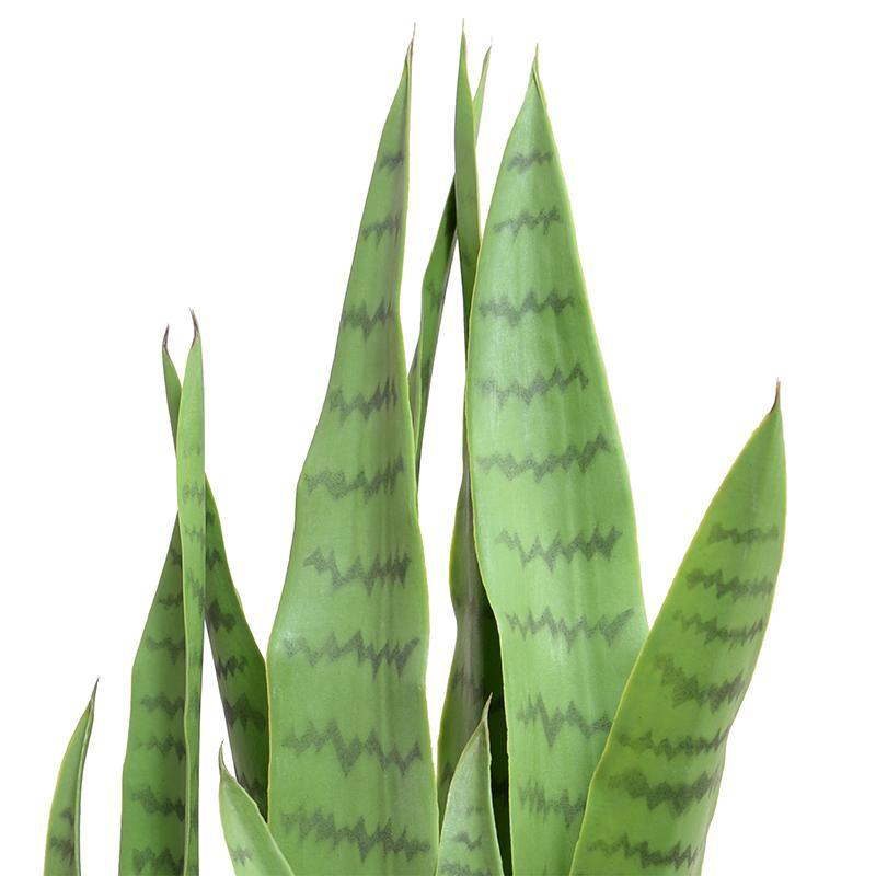 Snake Plant in Round Pot, 29"H - New Growth Designs