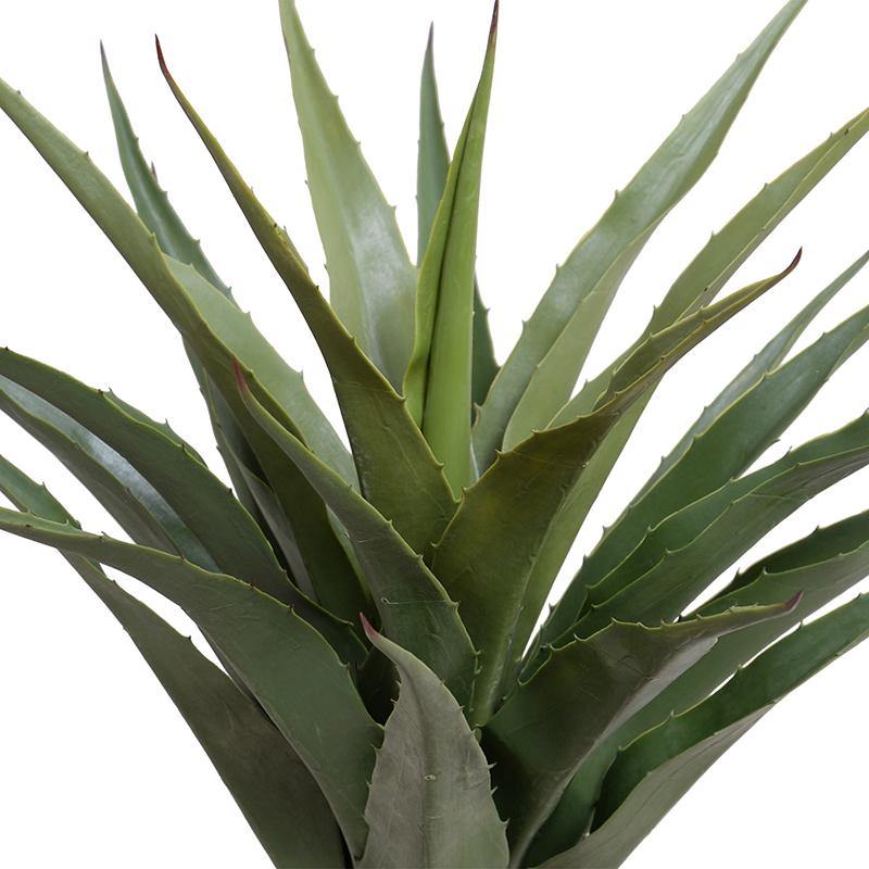 Agave Americana Plant in Square Pot, 28"H - New Growth Designs