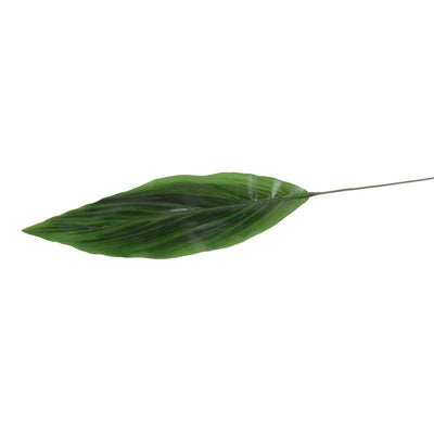 Aspidistra Leaf - New Growth Designs
