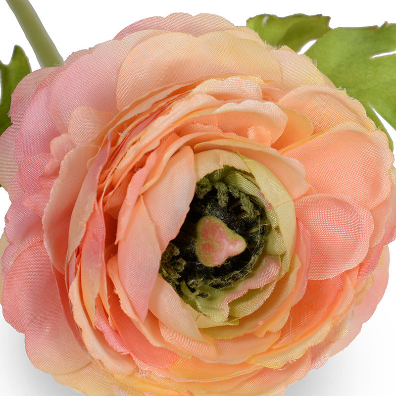 Peach Raunculus Peach Ranunculus