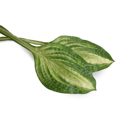 Hosta Leaf, 18.5" L - Green - New Growth Designs