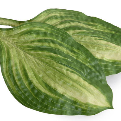 Hosta Leaf, 18.5" L - Green - New Growth Designs