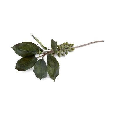 Coffee Berry Branch - New Growth Designs