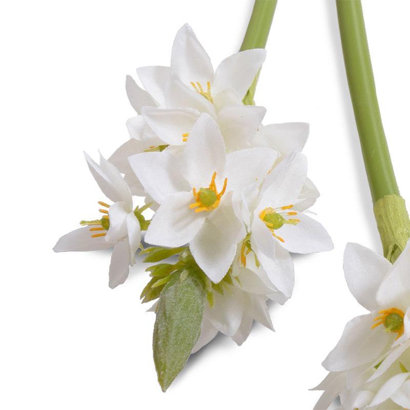 Ornithogalum "Star of Bethlehem", 24" L - New Growth Designs