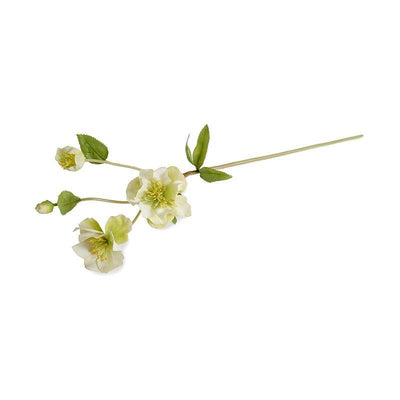 Helleborus (Lenten Rose) stem - New Growth Designs