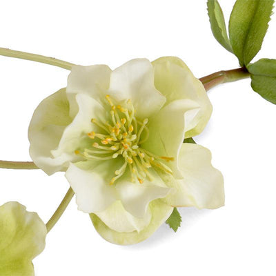 Helleborus (Lenten Rose) Stem, 25" - - New Growth Designs
