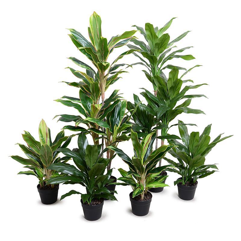 Dracaena in Round Pot, 52"H - New Growth Designs