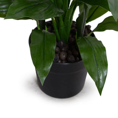 Dracaena in Round Pot, 22"H - New Growth Designs