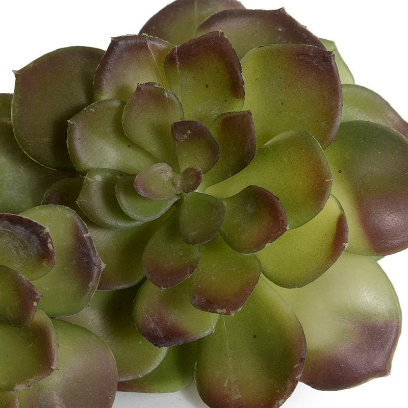 brown and green succulent Echeveria Succulent