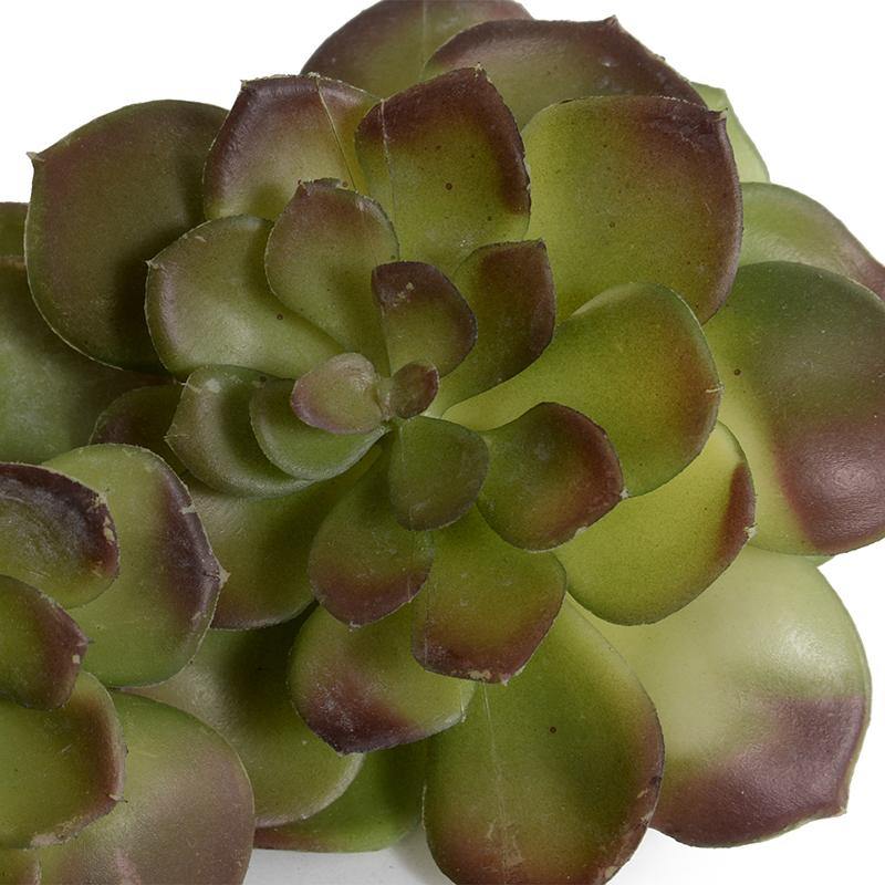 Echeveria Succulent - Green-brown - New Growth Designs